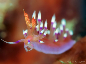 Gas flames or nudibranch, you decide. by Brian Mayes 